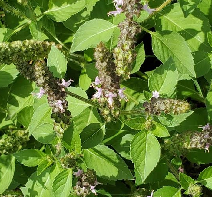 Flash burn Ingredient tulsi